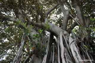 Ficus orto botanico Messina